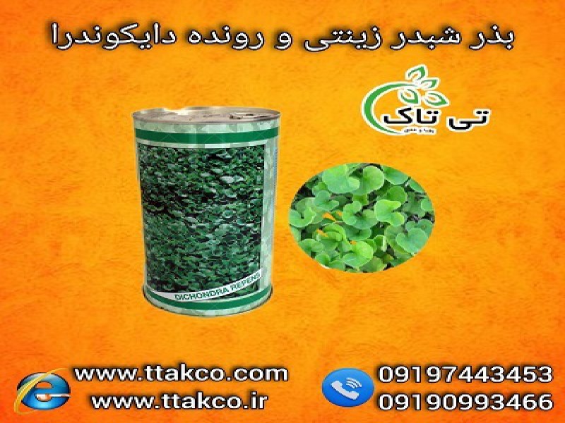 فروش شبدر زینتی و تزئینی  |  قیمت کیلویی شبدر و چمن دایکوندرا 091974434530
