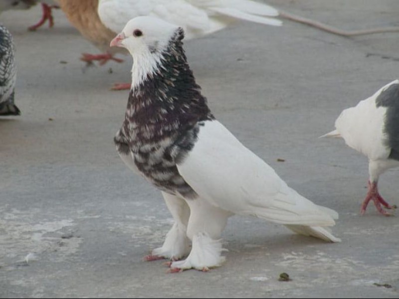 لیست عاشقان کبوتر در سراسر ایران0