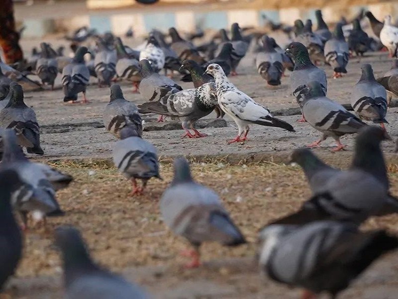 آنالیز کود کبوتر و مواد موجود در آن0
