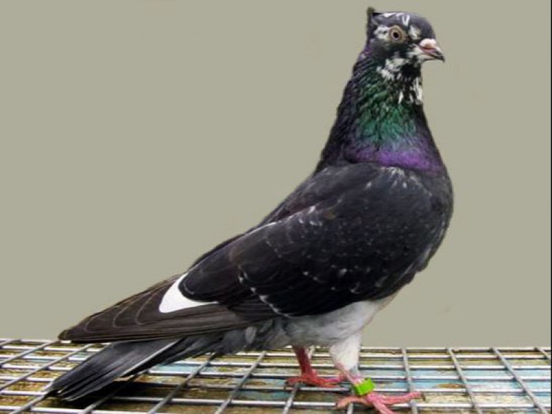 مشاور کود کبوتر رایگان0