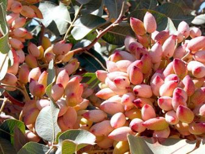 میزان مصرف کود کبوتر برای انواع گیاهان چقدر است؟0