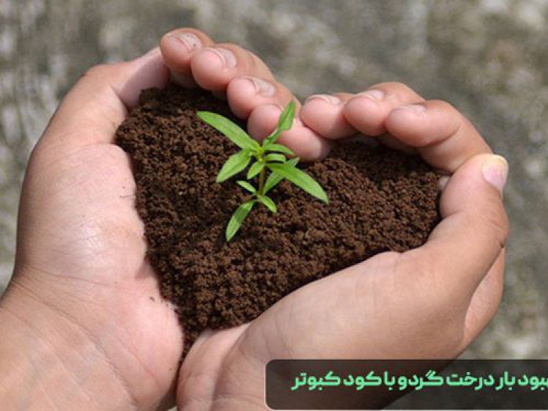 مضرات و مزایای کود کبوتر چیست؟0