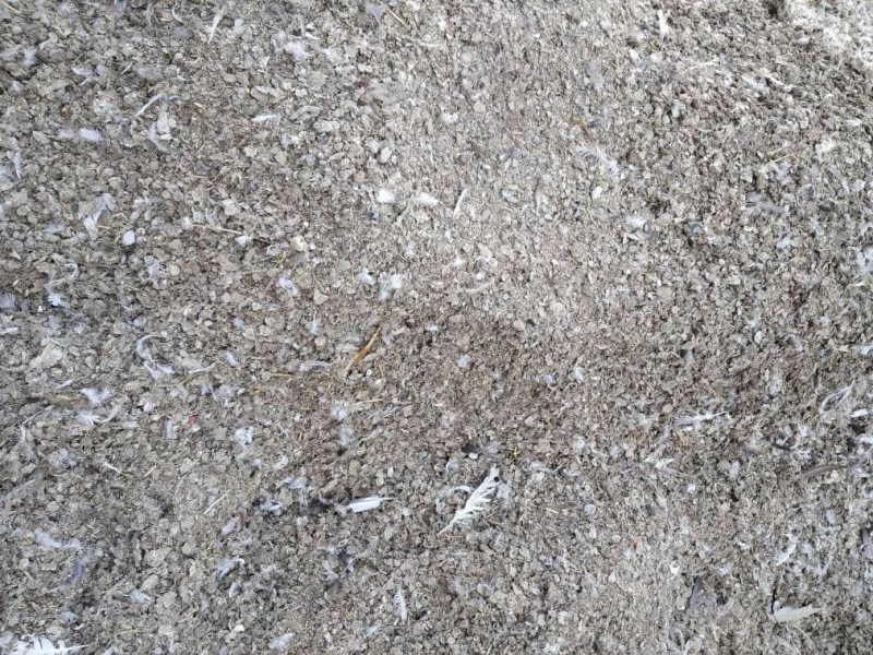 کود کبوتر وحشی چیست؟0