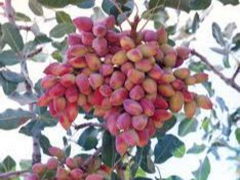 کود کبوتر برای پسته0