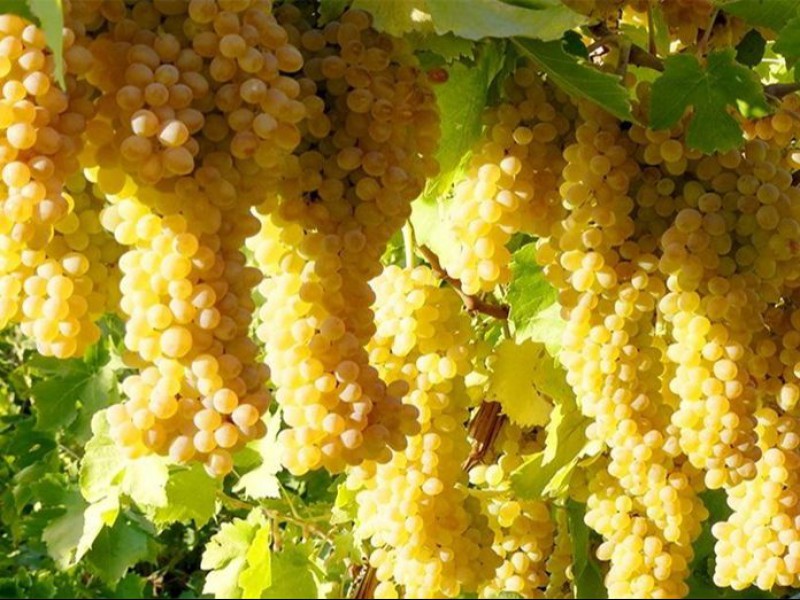 کود کبوتر برای انگور0