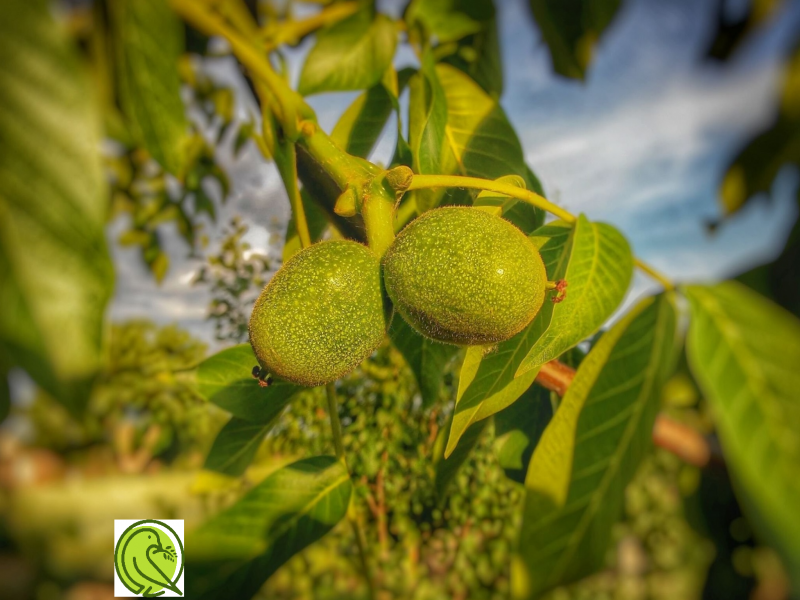کود کبوتر برای گردو0