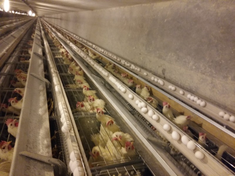 اجاره مرغداری ۱۲۰٬۰۰۰ قطعه‌ای فول‌اتومات + کارخانه دان  در هشترود0