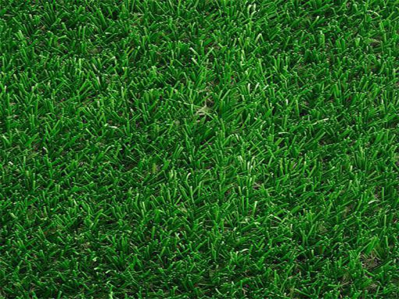 فروش  کیلویی  بذر چمن  عمده پارک و محوطه باغ 091909934660