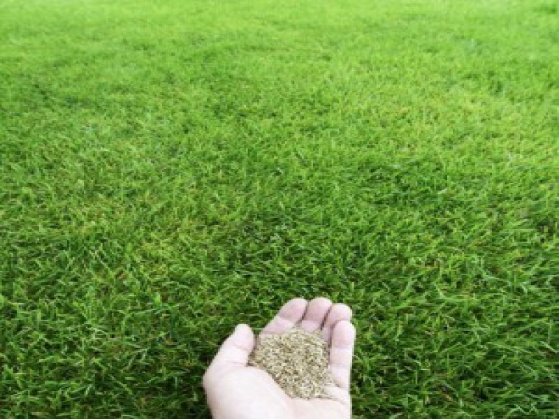 قیمت  کیلویی بذر چمن  سردسیری  و گرمسیری 091909934660