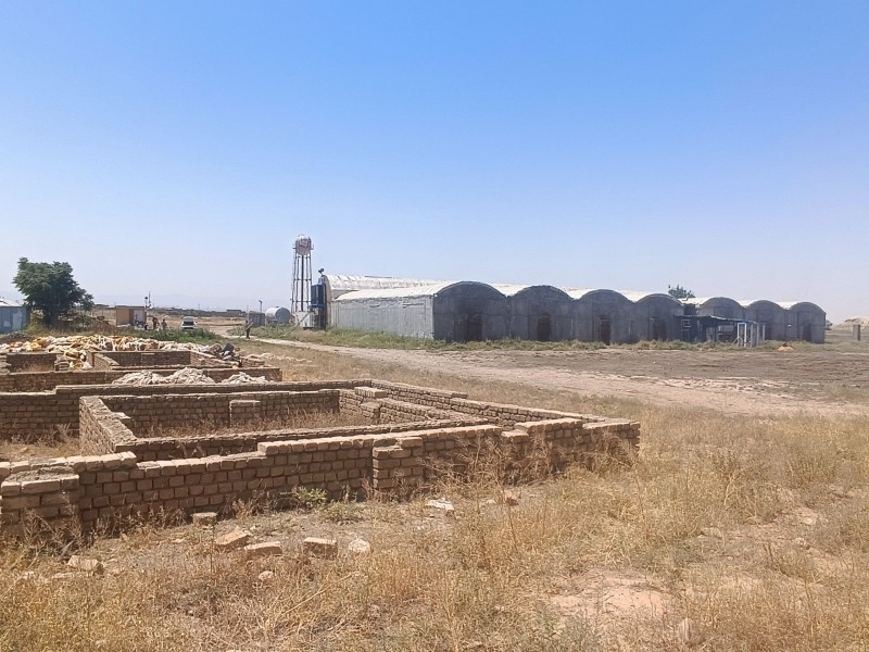 فروش شرکت قارچ1
