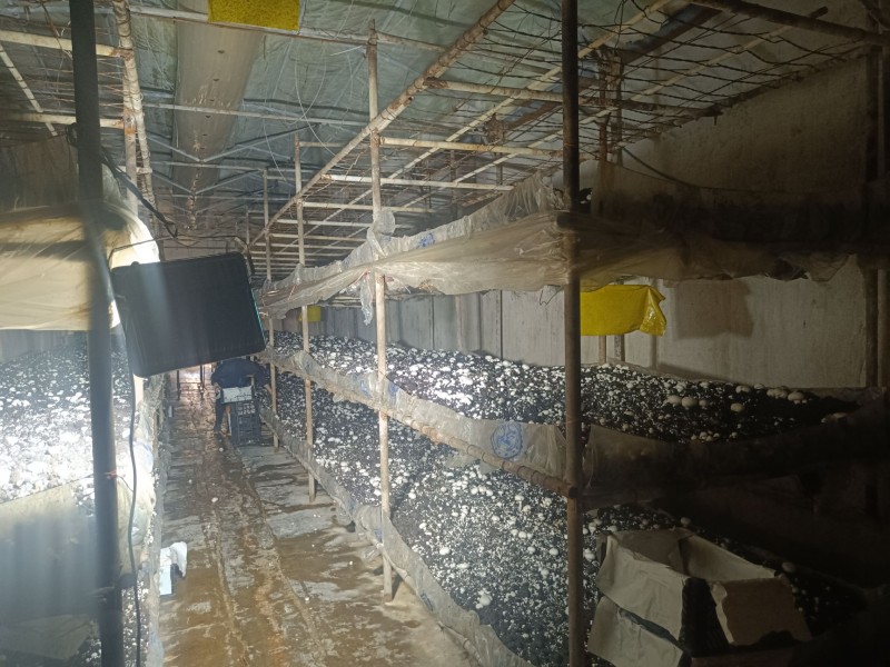 فروش شرکت قارچ3