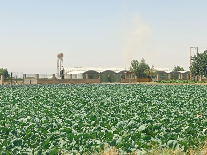 فروش شرکت قارچ5