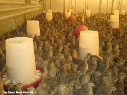 فروش مرکز پرورش بلدرچین با تمام امکانات در استان فارس1