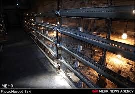 فروش مرکز پرورش بلدرچین با تمام امکانات در استان فارس3