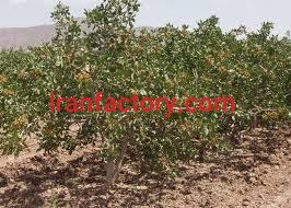 فروش باغ پسته در دامغان سرمایه گذاری مطمئن0