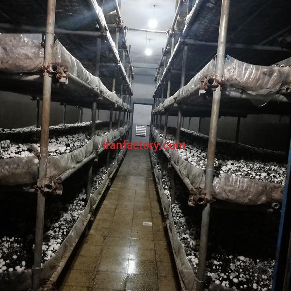 فروش کارخانه تولید قارچ خوراکی در اراک0
