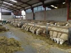 فروش دامداری دام سبک در تهران _ فروش ملک صنعتی در تهران0