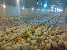 فروش ویژه ی گلخانه در نظر آباد کرج - فروش مرغداری در نظر آباد کرج1