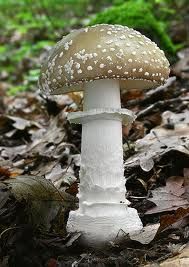 فروش کارخانه قارچ در پاکدشت1