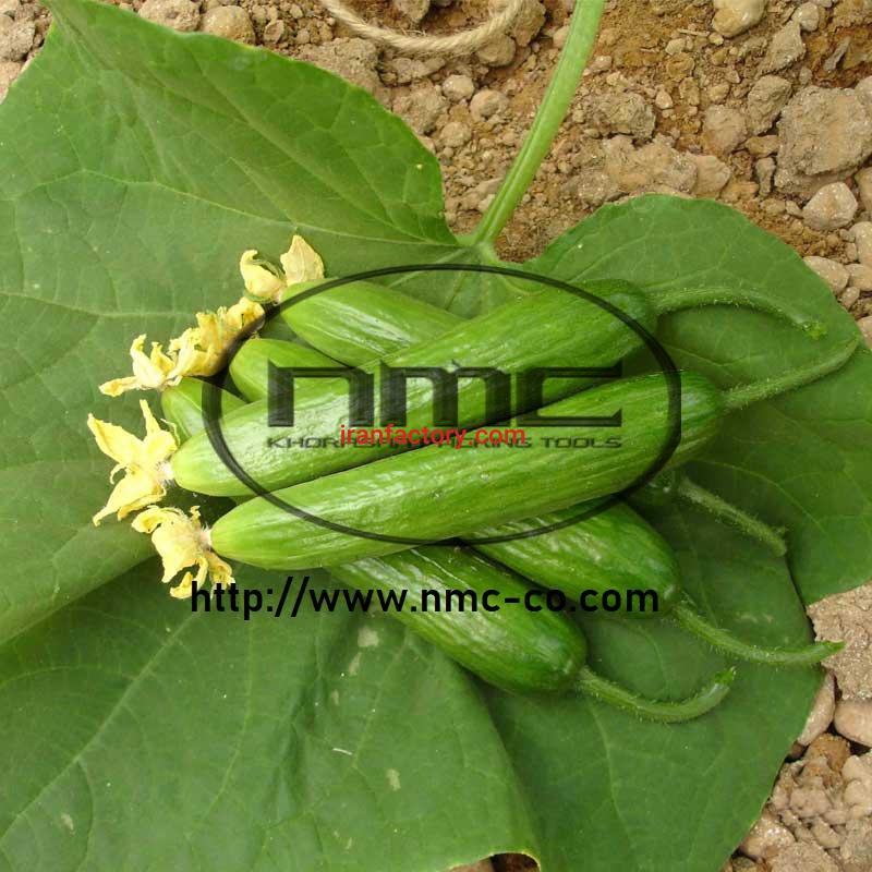 گل گیر خیار3