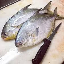 فروش اسکویت پاک نشده صید روز0