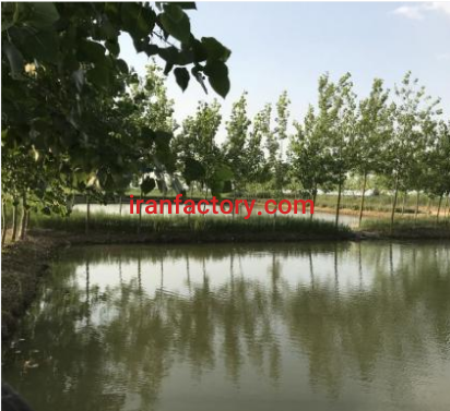 فروش یا معاوضه11000متر پرورش ماهی و باغ مرکبات در جویبار3