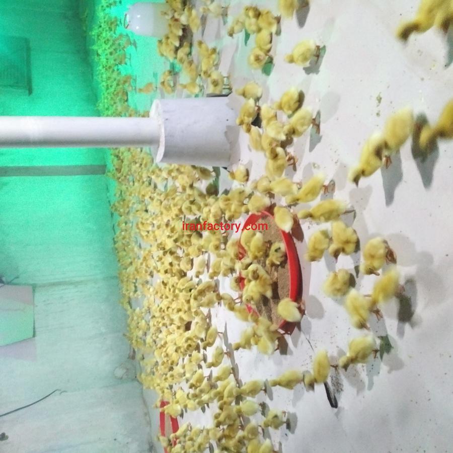 نیازمند اجاره مرغداری0