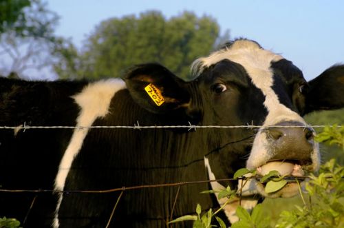فروش گاوداری با مجوز گاو 30 رأسی شیری واقع در اطراف اصفهان - گاوداری با مجوز گاو 30 رأسی شیری واقع در اطراف اصفهان0