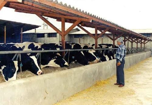 فروش گاوداری با مجوز گاو 30 رأسی شیری واقع در اطراف اصفهان - گاوداری با مجوز گاو 30 رأسی شیری واقع در اطراف اصفهان1