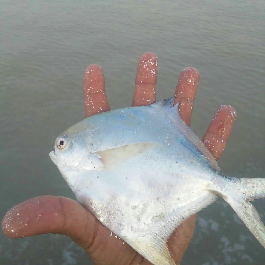 ماهی زبیدی صادراتی0