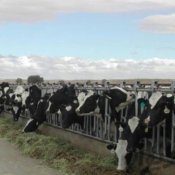 فروش گاوداری ٢٢ هکتاری سنددار در هشتگرد1