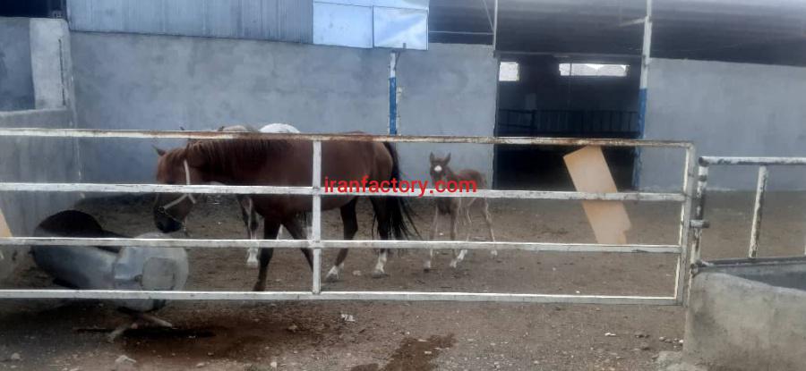 فروش دامداری در اصفهان2