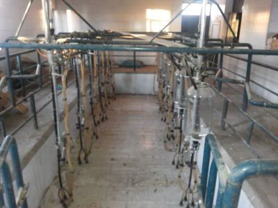 فروش دامداری و گاوداری شیری و گوشتی اصفهان -چادگان 1