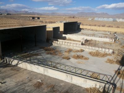 فروش دامداری و گاوداری شیری و گوشتی اصفهان -چادگان 6