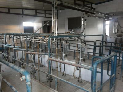 فروش دامداری و گاوداری شیری و گوشتی اصفهان -چادگان 4