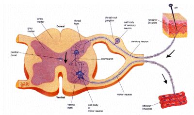 طرح ساخت نوعی ترکیب جهت درمان ضایعات مغزی -نخاعی -مشارکت در اجرای طرح اختراع داروی درمان ضایعات مغزی 0