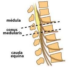 طرح ساخت نوعی ترکیب جهت درمان ضایعات مغزی -نخاعی -مشارکت در اجرای طرح اختراع داروی درمان ضایعات مغزی 1