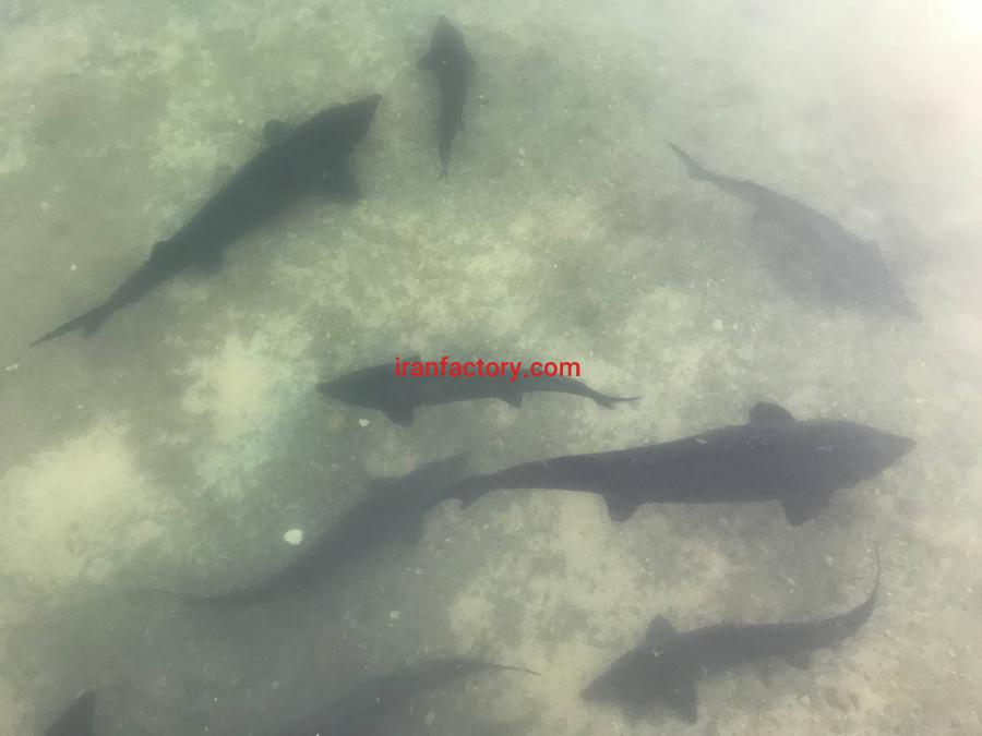 مزرعه پروش ماهیان خاویاری یزد5