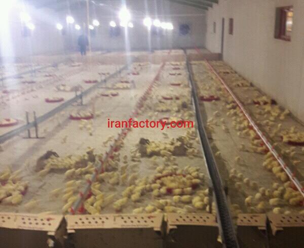 فروش یا معاوضه مرغداری ۳۵۰۰۰ هزاری در همدان1