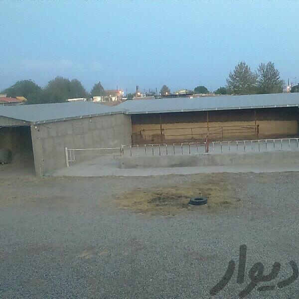 فروش 1500 متر گاوداری در نظرآباد3