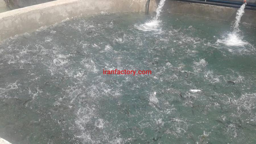 فروش پرورش ماهی درآذربایجان شرقی0