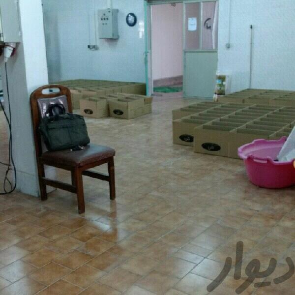 فروش کارخانه بسته بندی در تهران1