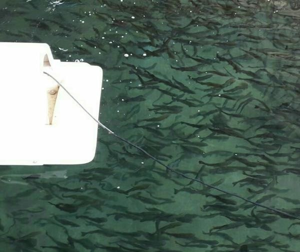 فروش استخر پرورش ماهی گرم آبی در فومن0