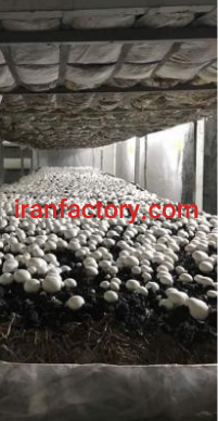 واگذاری کارگاه تولیدی و برند فروش قارچ خوراکی اهواز4