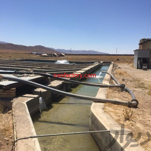 فروش پرورش ماهی در شیراز3