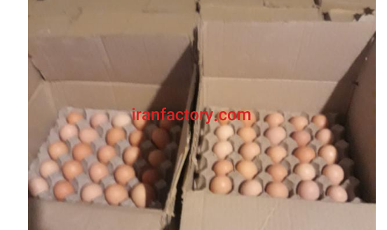 تولید وپخش تخم مرغ خوراکی ونطفه دار تهران0