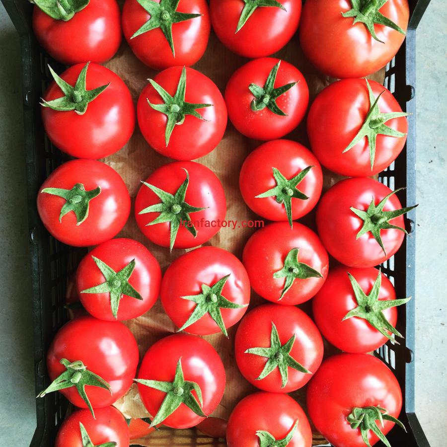 گلخانه گوجه فرنگی البرز3