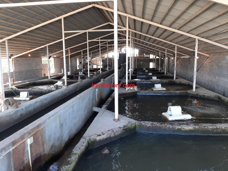 پرورش ماهی قزل الا بچه ماهی تا پروار1