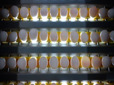 فروش کارخانه بسته بندی تخم مرغ در کرج کمالهشر -فروش یک واحد بسته بندی تخم مرغ با درآمد 200میلیون سود در ماه2