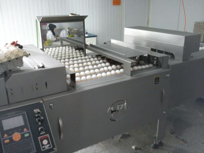 فروش کارخانه بسته بندی تخم مرغ در کرج کمالهشر -فروش یک واحد بسته بندی تخم مرغ با درآمد 200میلیون سود در ماه4